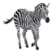 Zebra